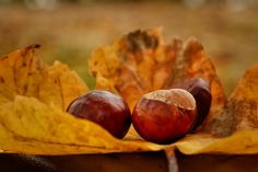 Blätter und Kastanien sind die Stars im Herbst. Andreas Nissen hat sie in Neustadt fotografiert.