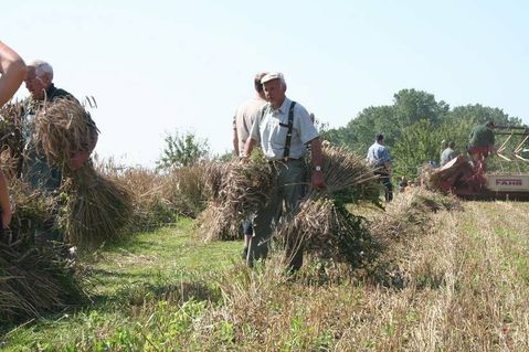 Bei der Getreideernte mit der Sense erleben die Besucher hautnah das mühsame Mähen und anschließende Binden des Getreides von Hand zu Garben.