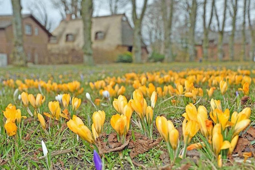 Barsbek (los). Noch weht der Wind kalt von der Ostseeküste. In Barsbek hat sich der alte Dorfanger trotzdem bunt mit Blüten geschmückt.
