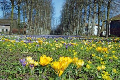 Eine Augenweide im Vorfrühling: die Krokusblüte in Barsbek.