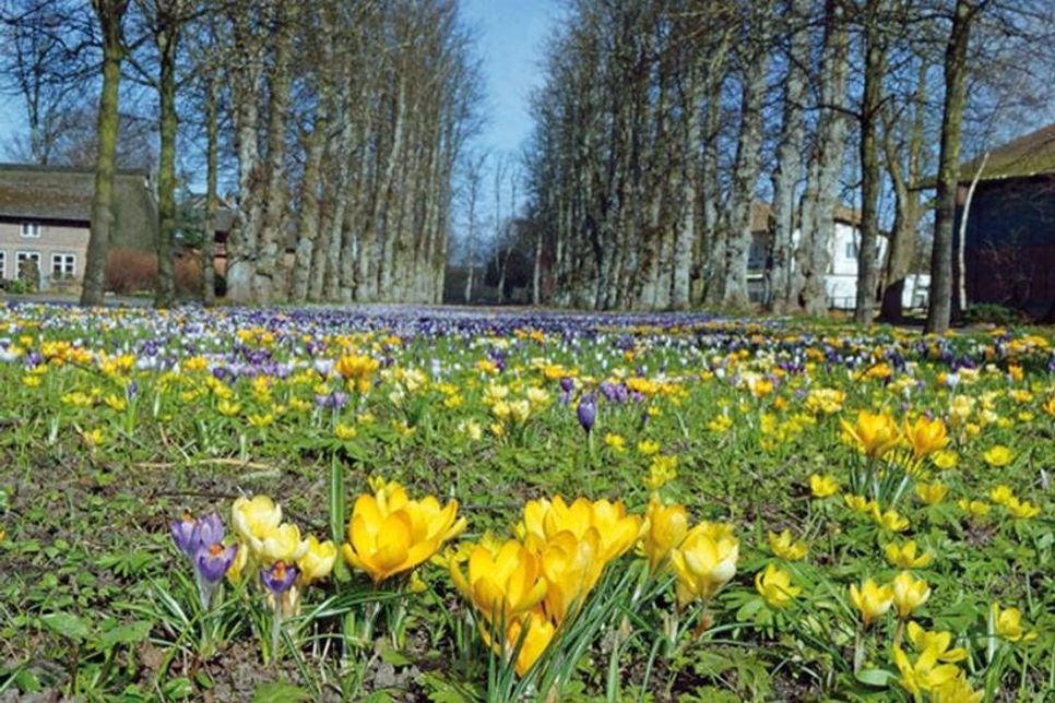 Eine Augenweide im Vorfrühling: die Krokusblüte in Barsbek.