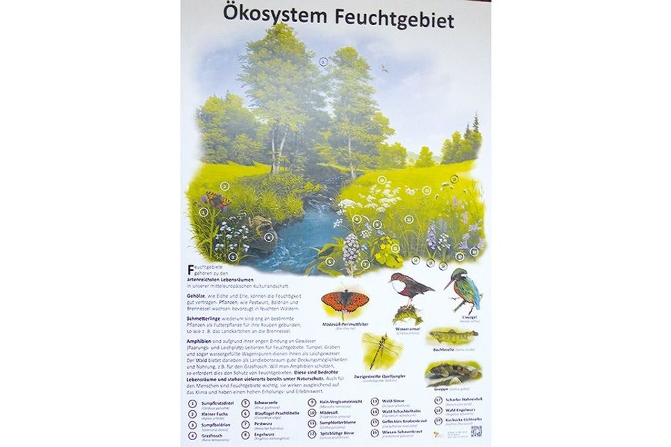 Die neue Tafel an der Schwartaubrücke informiert über die Feuchtgebiete am Naturerlebnisweg.
