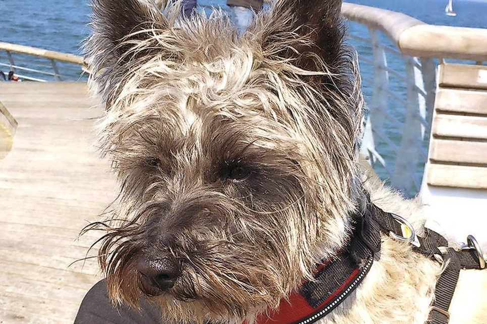 „Barney“ hat zum Glück alles gut überstanden und ist wieder ganz mobil. (Fotos: privat)