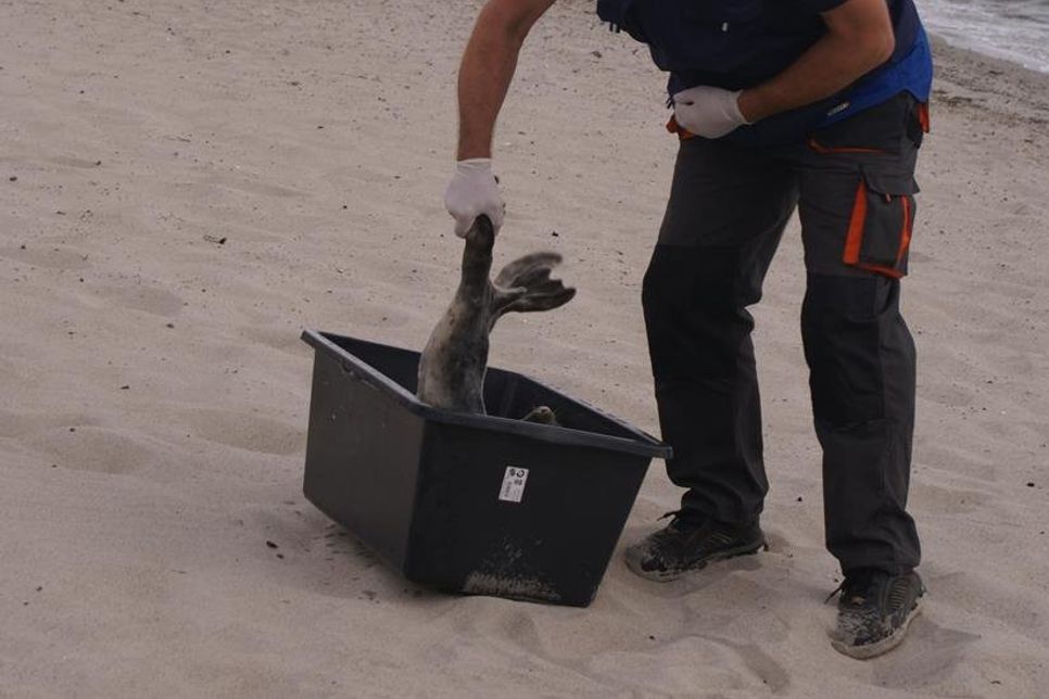 Rettung naht: Ein sogenannter Seehundjäger hat sich dem Jungtier angenommen. Foto: Manfred Clostermann.