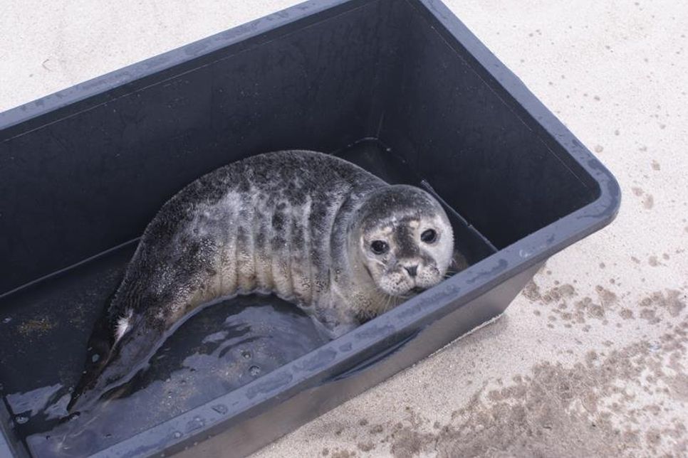 Fast geschafft: Die kleine Robbe hat sich tapfer geschlagen. Foto: Manfred Clostermann.