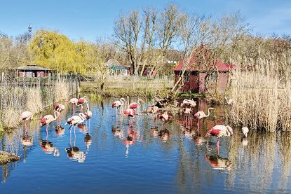 Betreiber hoffen auf politische Unterstützung: Zukunft des Vogelparks Niendorf/Ostsee weiter ungewiss