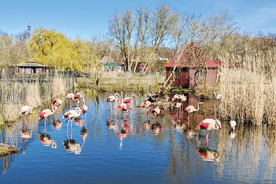 Betreiber hoffen auf politische Unterstützung: Zukunft des Vogelparks Niendorf/Ostsee weiter ungewiss
