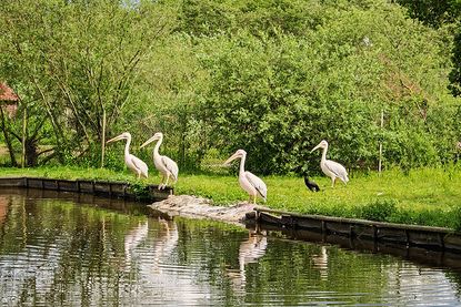 Neue Hiobsbotschaften vom Vogelpark Niendorf: Nach polizeilicher Durchsuchung meldeten Betreiber Insolvenz an