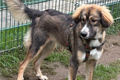 „Zuma“ kennt die Grundkommandos und geht gerne spazieren. Mit anderen Hunden zeigt sie sich grundsätzlich gut verträglich.