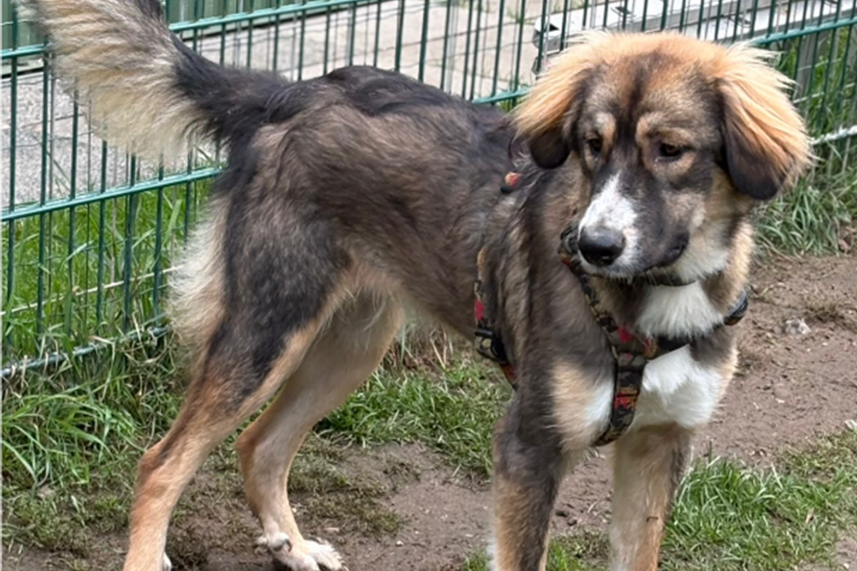 „Zuma“ kennt die Grundkommandos und geht gerne spazieren. Mit anderen Hunden zeigt sie sich grundsätzlich gut verträglich.