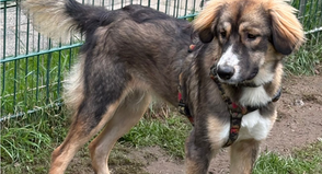 „Zuma“ kennt die Grundkommandos und geht gerne spazieren. Mit anderen Hunden zeigt sie sich grundsätzlich gut verträglich.