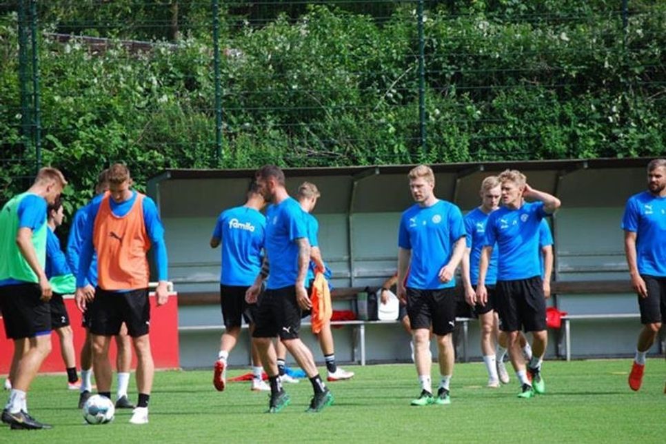 Fragende Holstein Gesichter auch beim Training.
