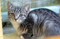 Krümel