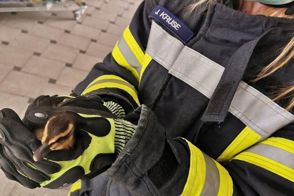 Das gerettete Entenküken.