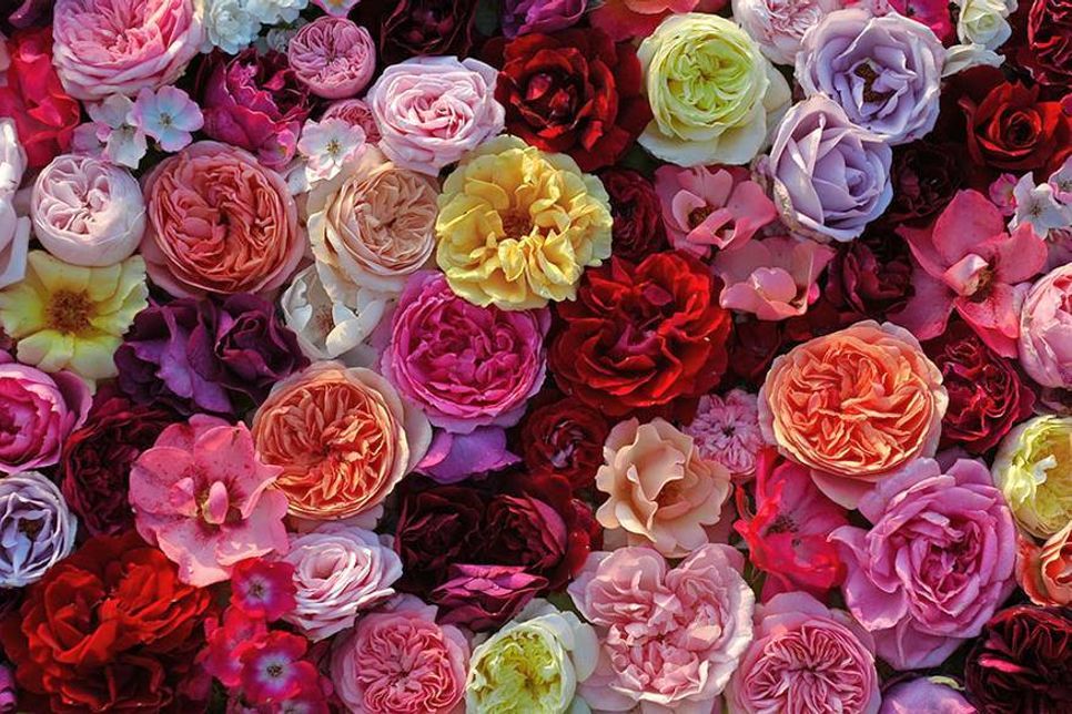 Rosen und mehr gibt es bei der „Garten &amp;amp; Style“ von Freitag bis Sonntag im Strandpark in Timmendorfer Strand zu bewundern. (Foto: Veranstalter)