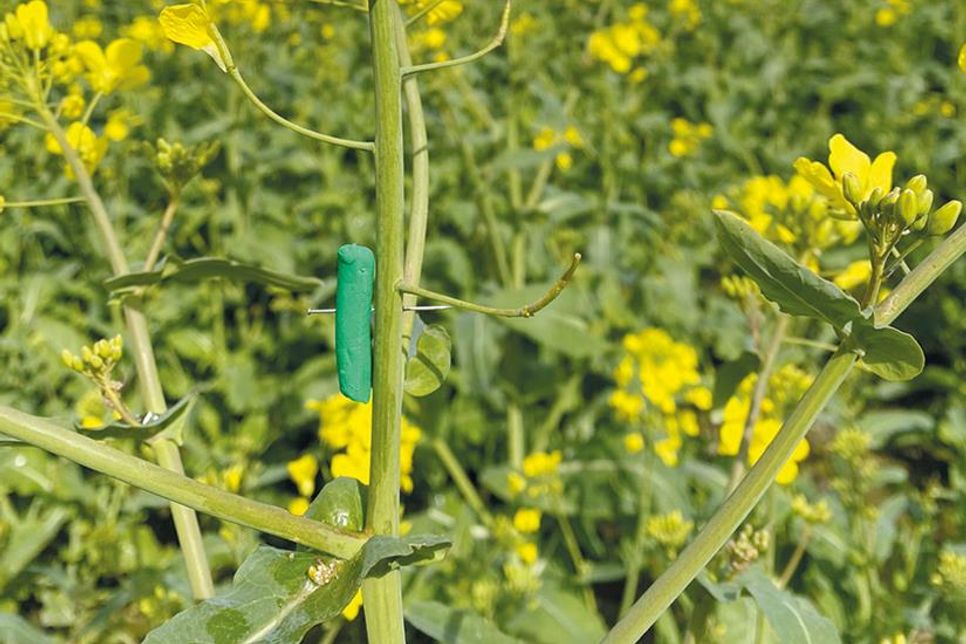 Raupe aus Knete zur Ermittlung der Gegenspieler.