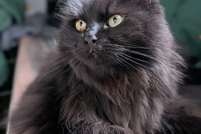 „Ronja“ ist extrem verschmust und sollte alleine gehalten werden.