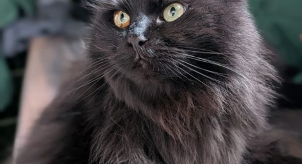 „Ronja“ ist extrem verschmust und sollte alleine gehalten werden.