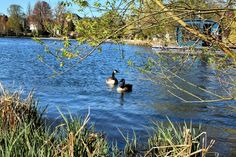 Die Kanadagänse fühlen sich wohl auf dem Großen Eutiner See, nicht nur kranke Tiere brauchen Rücksicht.
