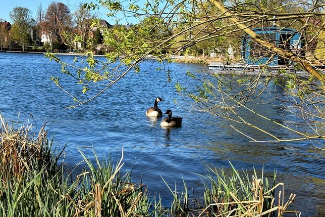 Die Kanadagänse fühlen sich wohl auf dem Großen Eutiner See, nicht nur kranke Tiere brauchen Rücksicht.