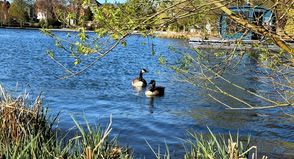 Die Kanadagänse fühlen sich wohl auf dem Großen Eutiner See, nicht nur kranke Tiere brauchen Rücksicht.