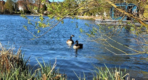 Die Kanadagänse fühlen sich wohl auf dem Großen Eutiner See, nicht nur kranke Tiere brauchen Rücksicht.