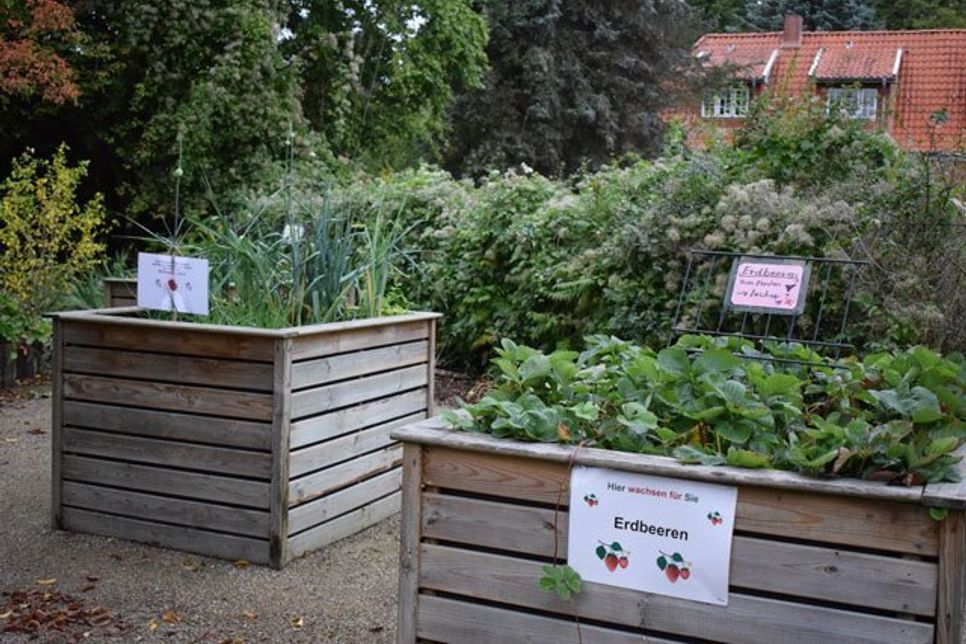 Die Früchte des Gartens, wie Erdbeeren oder Kräuter, dürfen von den Bewohnern gerne probiert werden