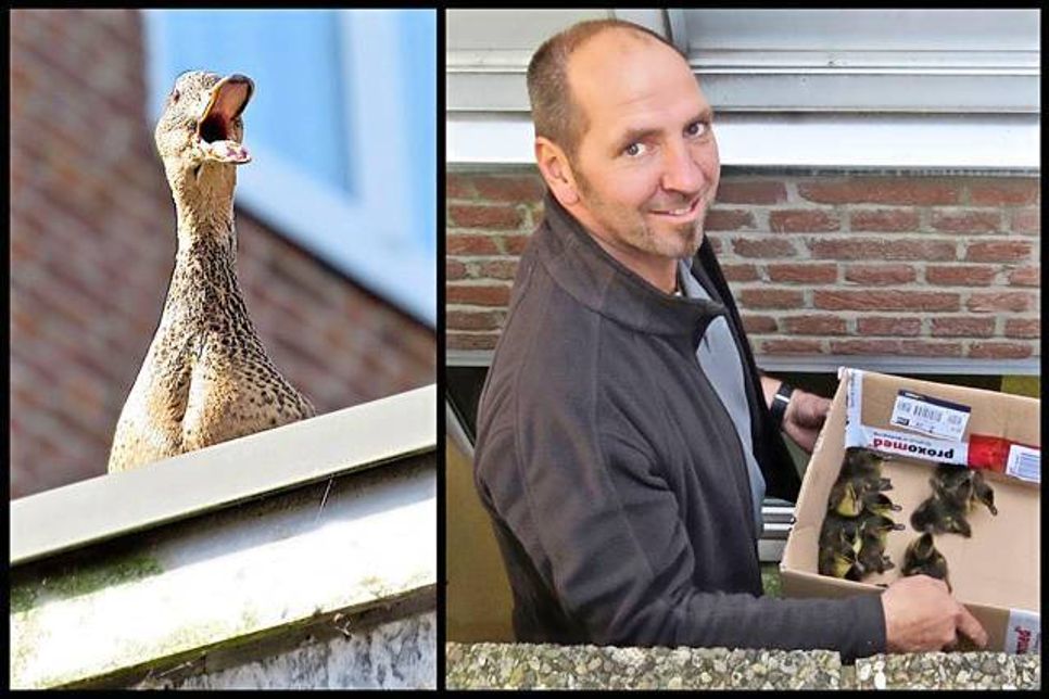 Vom Dach aus beobachtet die Entenmama, wie Harry Ehmke von der Haustechnik der Vital-Klinik ihre Küken einsammelt. Ihr Schnattern könnte als Schimpfen gedeutet werden. Oder ist es ein  Signal an  die Kleinen: Keine Angst! Das Spiel kenne ich noch vom letzten Jahr. Alles wird gut.
