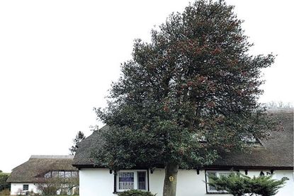 Die Stechpalme: Baum des Jahres 2021.