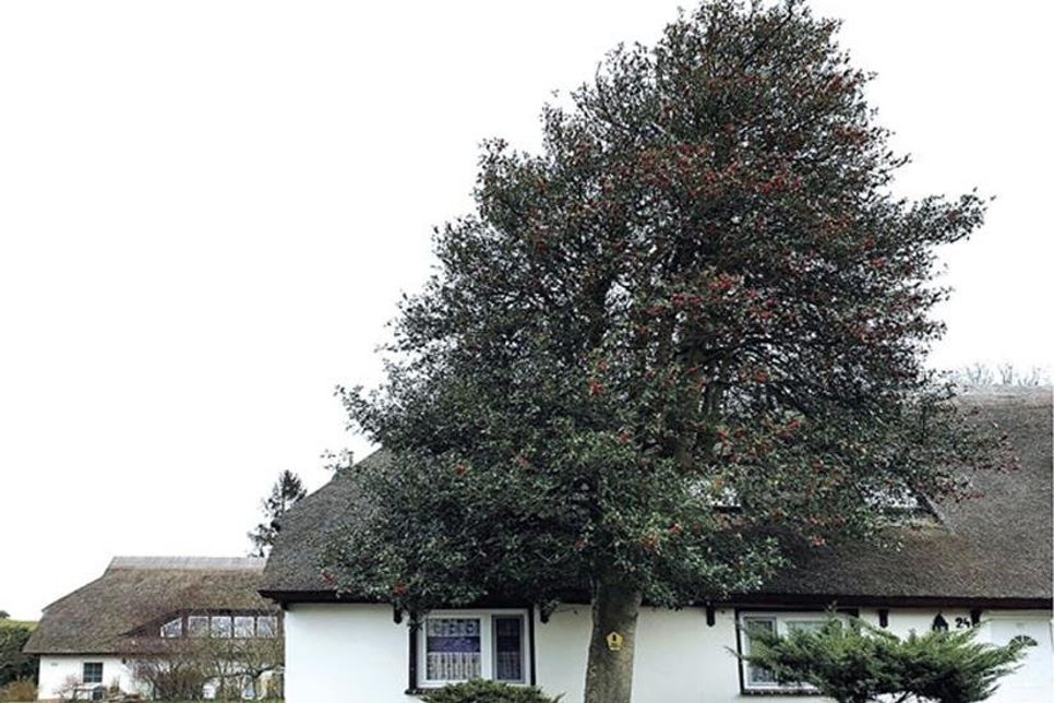 Die Stechpalme: Baum des Jahres 2021.