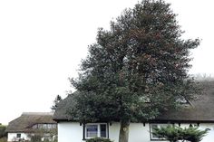 Die Stechpalme: Baum des Jahres 2021.
