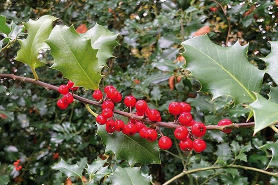 Die dunkelgrünen, zackigen Blätter und rotleuchtenden Beeren bringen ganzjährig Farbe in unsere Wälder. ?