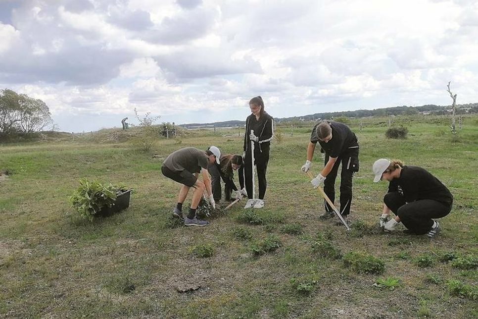 Jede einzelne Pflanze wird mühsam ausgegraben.