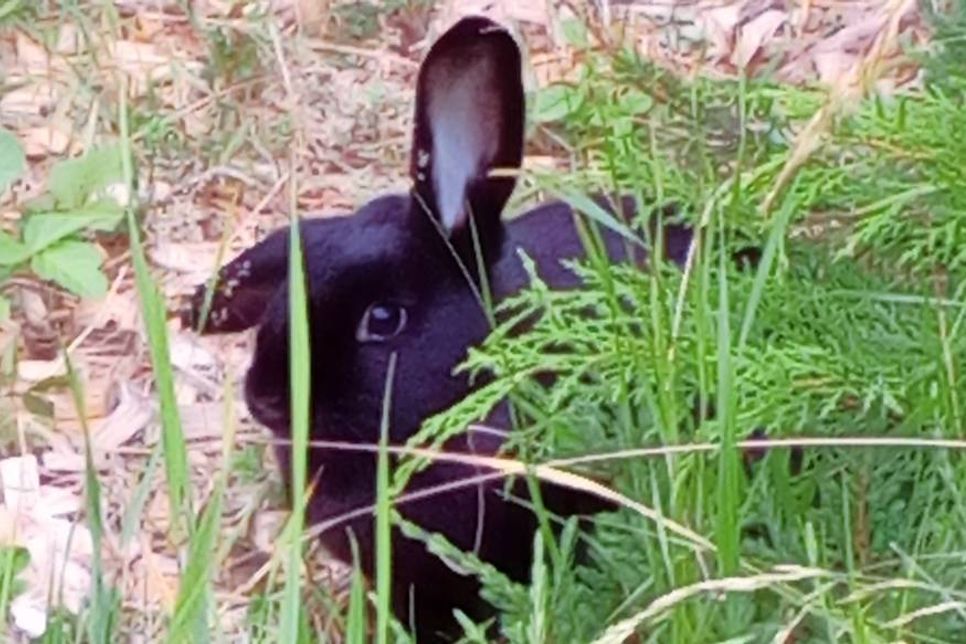 Neustadt. Eine reporter-Leserin hat beim Spaziergang ein Zwergkaninchen gefunden. Laut eines Anwohners läuft es schon seit ein paar Tagen in der Straße Am Brunnen, Höhe Nummer 15, herum. Der Versuch, das Tier einzufangen, scheiterte. (red)