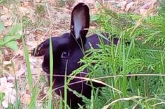 Neustadt. Eine reporter-Leserin hat beim Spaziergang ein Zwergkaninchen gefunden. Laut eines Anwohners läuft es schon seit ein paar Tagen in der Straße Am Brunnen, Höhe Nummer 15, herum. Der Versuch, das Tier einzufangen, scheiterte. (red)