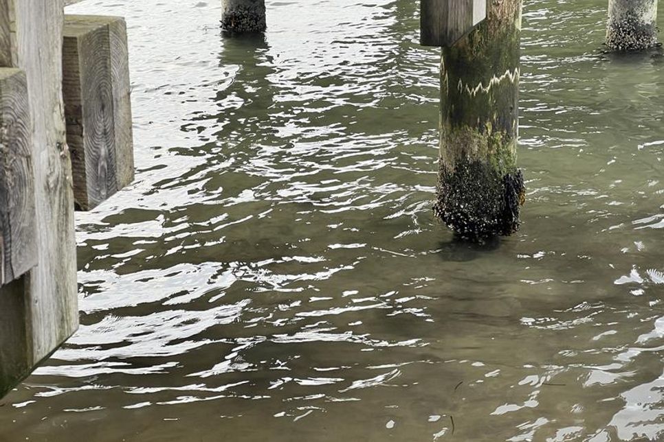 Die Seebrücke am Strandbad in Neustadt zeigt an mindestens zwei Pfosten erhebliche Schäden auf. Die Bereiche, die sich sonst unterhalb der Wasseroberfläche befinden, sind schätzungsweise um mehr als die Hälfte reduziert.