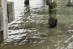 Die Seebrücke am Strandbad in Neustadt zeigt an mindestens zwei Pfosten erhebliche Schäden auf. Die Bereiche, die sich sonst unterhalb der Wasseroberfläche befinden, sind schätzungsweise um mehr als die Hälfte reduziert.