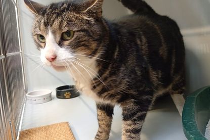 Kater Monty umgibt ein Geheimnis. Deshalb werden dringend die Besitzer oder jemand, der ihn kennt, gesucht.