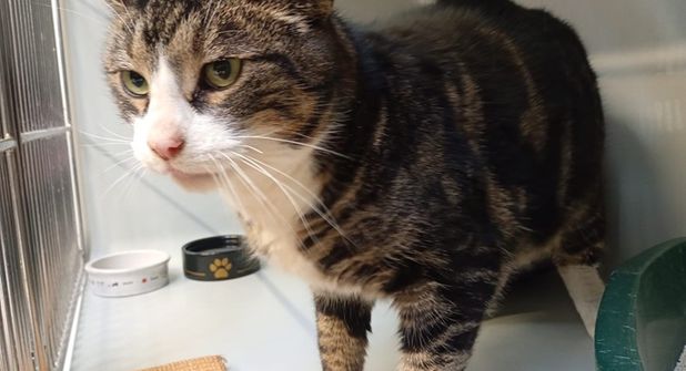 Kater Monty umgibt ein Geheimnis. Deshalb werden dringend die Besitzer oder jemand, der ihn kennt, gesucht.