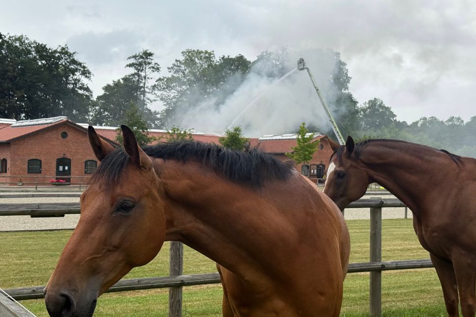 Es wurden keine Tiere verletzt.