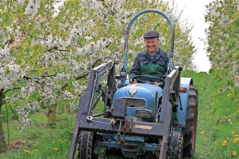 Vorfreude auf die Kirschblüte: Schon Ende April/Anfang Mai leuchtet der Obsthof wieder „ganz in Weiß“.
