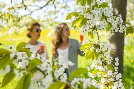 Feiern unter der Kirschblüte - das Kirschblütenfest wird 2023 erstmals in Kellenhusen gefeiert.