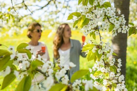 Feiern unter der Kirschblüte - das Kirschblütenfest wird 2023 erstmals in Kellenhusen gefeiert.