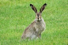 Hasen leben nicht in Höhlen, buddeln also auch keine Tunnel. Sie bekommen drei bis vier Mal pro Jahr bis zu vier Jungtiere.