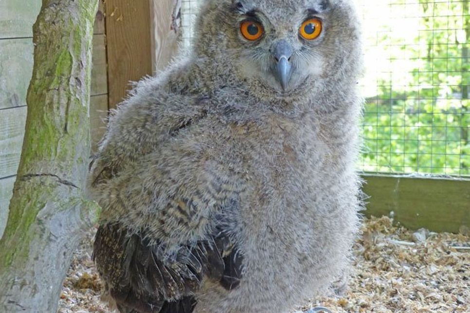 Ein kleiner Uhu-Ästling wartet auf Futter. 2002 wurde die Mierendorff-Stiftung zum Schutz der Wildtiere auf Wunsch von Elisabeth Mierendorff gegründet. Seither kümmern sich ihre Mitglieder auf der Anlage in Kasseedorf bei Eutin um verletzte oder hilfelose Wildtiere, vor allem Greifvögel. Die Kosten sind hoch, hinzu kommt der Zeitaufwand. Jetzt wird um Unterstützung geworben.
