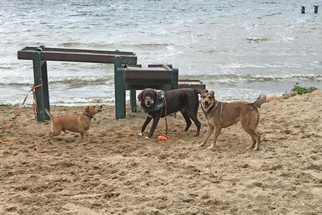 Trotz herbstlichem Wetter toben die Hunde vergnügt am Strand und im Wasser.