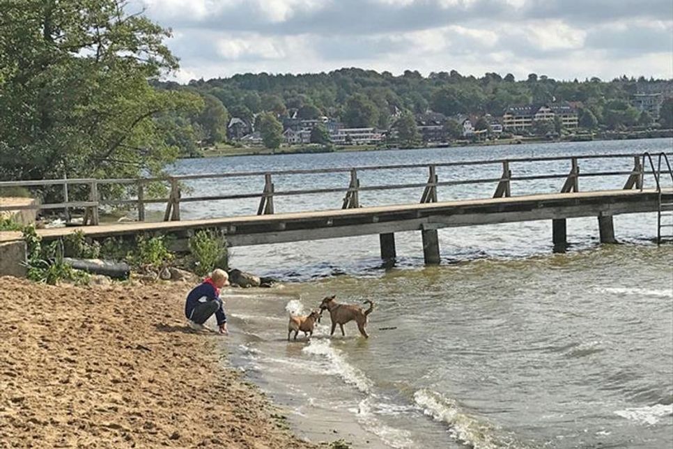 Tyson schaut den Hunden beim Baden und Spielen zu.