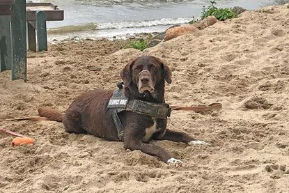 Tut ganz lieb und unschuldig: Langstreckenschwimmer Timmi.