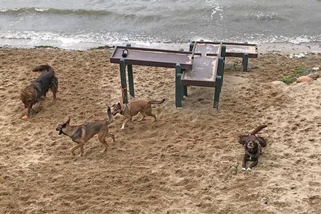 Trotz herbstlichem Wetter toben die Hunde vergnügt am Strand und im Wasser.