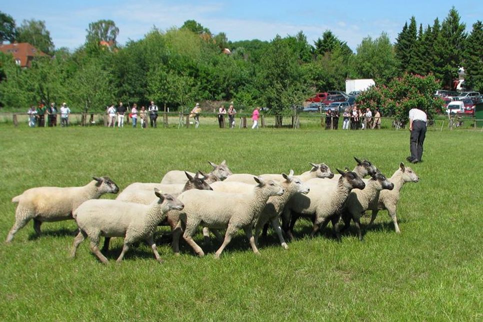 Um einen guten Einblick in die Arbeit mit Schafen zu bekommen, wird ein Schafscherer vor Ort Schafe scheren und auch das Hüten wird in Vorführungen demonstriert.